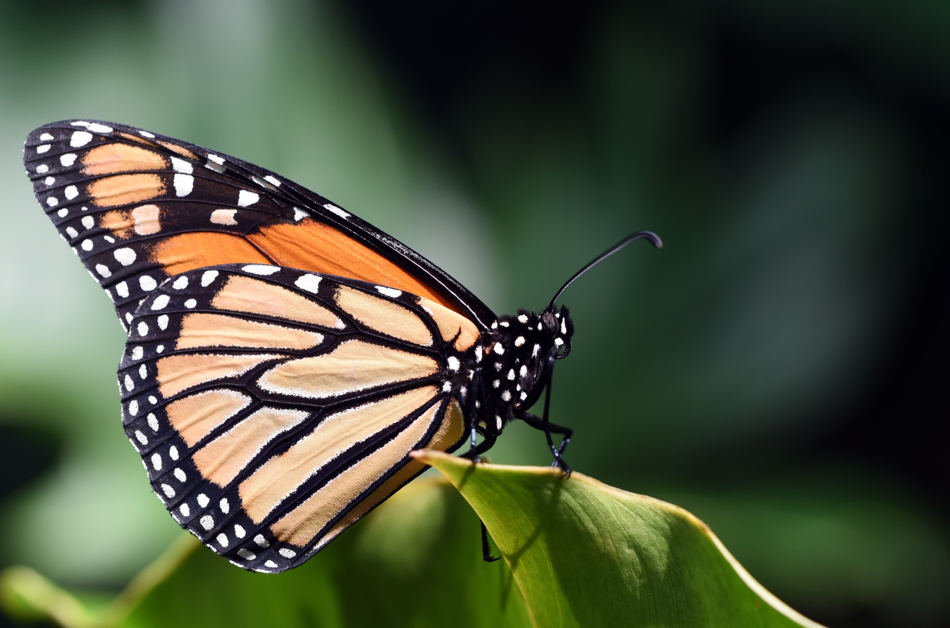 Citizen Scientists at Their Best with the Monarch Community Science Project | Helping the monarch butterfly might be easier than you think, right here in the city.