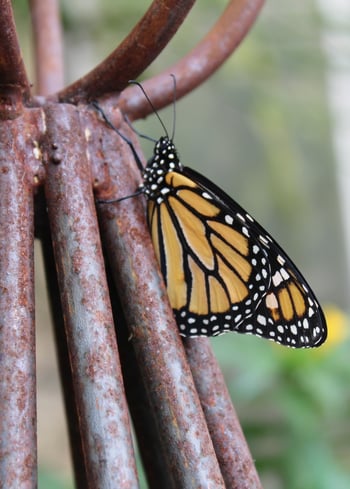 Citizen Scientists at Their Best with the Monarch Community Science Project | Cities are increasingly important as habitats for plants and animals.