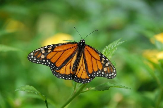 Citizen Scientists at Their Best with the Monarch Community Science Project | This citizen science project is an effort to record much-needed monarch butterfly data.