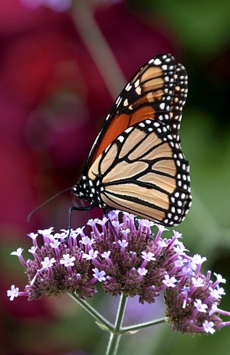 Citizen Scientists at Their Best with the Monarch Community Science Project | We need to take what we’ve learned from this project and apply it to our urban spaces.