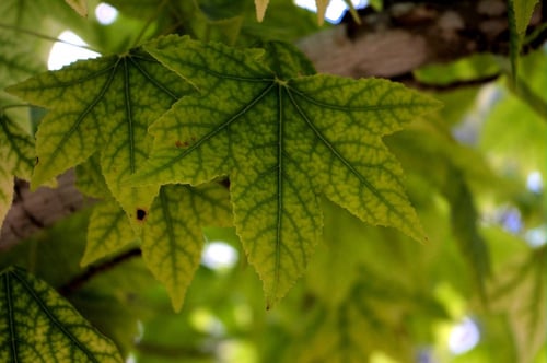 How to Reduce Monoculture in Cities | We have a habit of planting the same trees widely across a city, which makes valuable critter habitat susceptible to plague and disease.