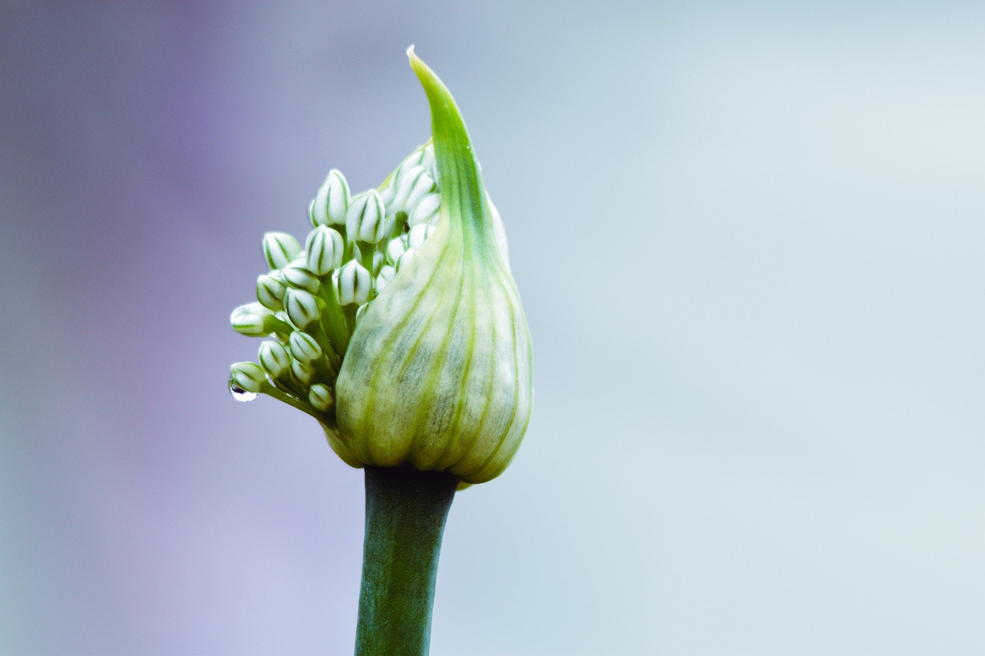 What Is the Difference Between a Native, Nativar and Cultivar? | Understanding the difference between these plant classifications helps you make better gardening decisions.