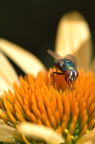 What Is the Difference Between a Native, Nativar and Cultivar? | A nativar is a misleading term that is really just a cultivar of a native plant.