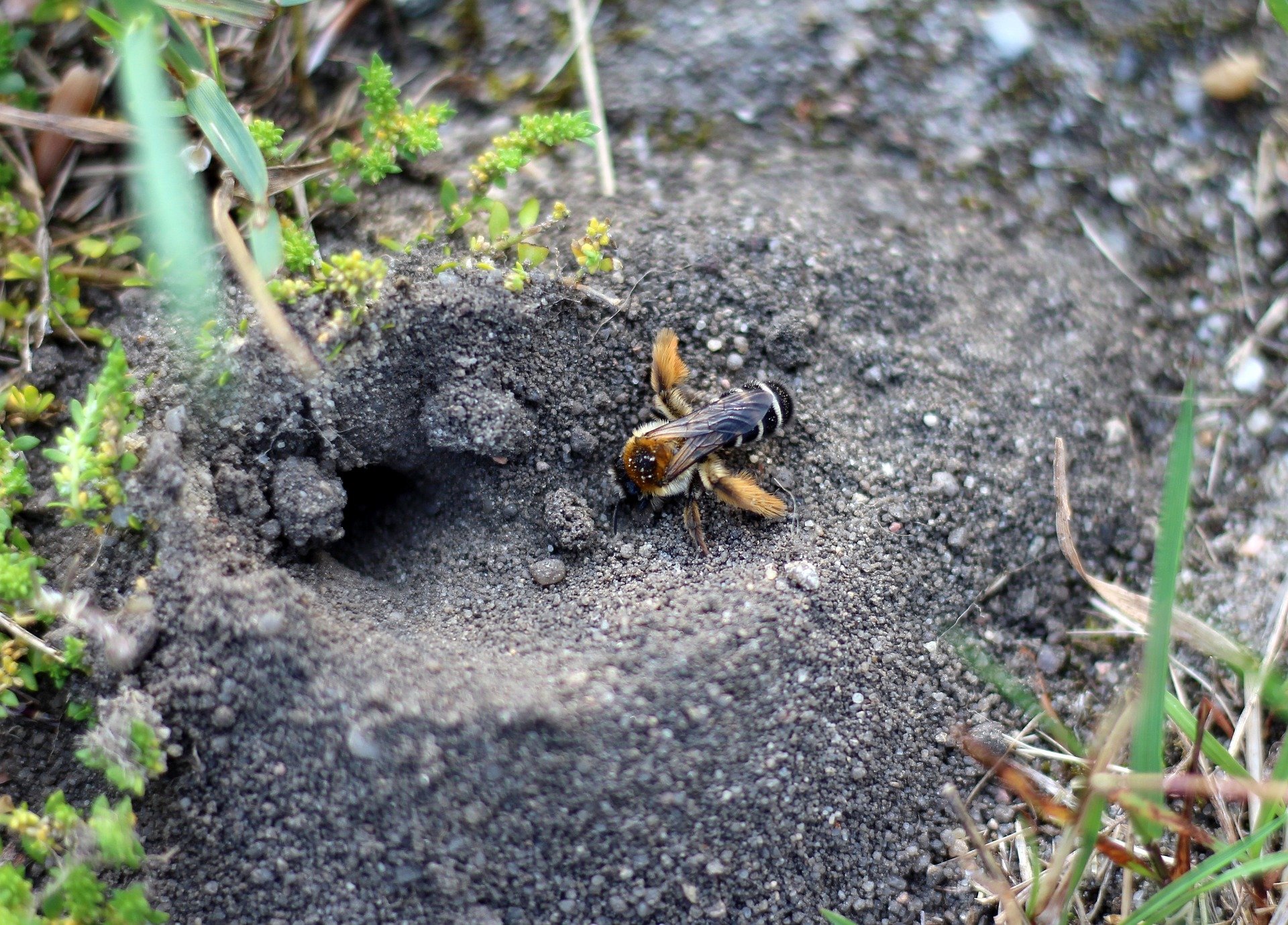 How to Create Nesting Habitat for Native Pollinators | Native bees and other pollinators need homes … what can we do to help them?