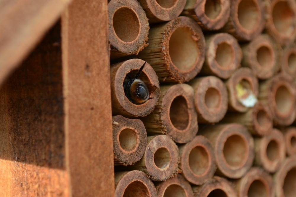 How To Create Nesting Habitat For Native Pollinators