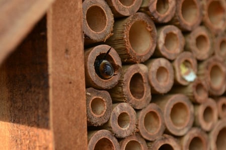 How to Create Nesting Habitat for Native Pollinators | Unlike honeybees, we don’t do much to create habitat for native bees, but we really should.
