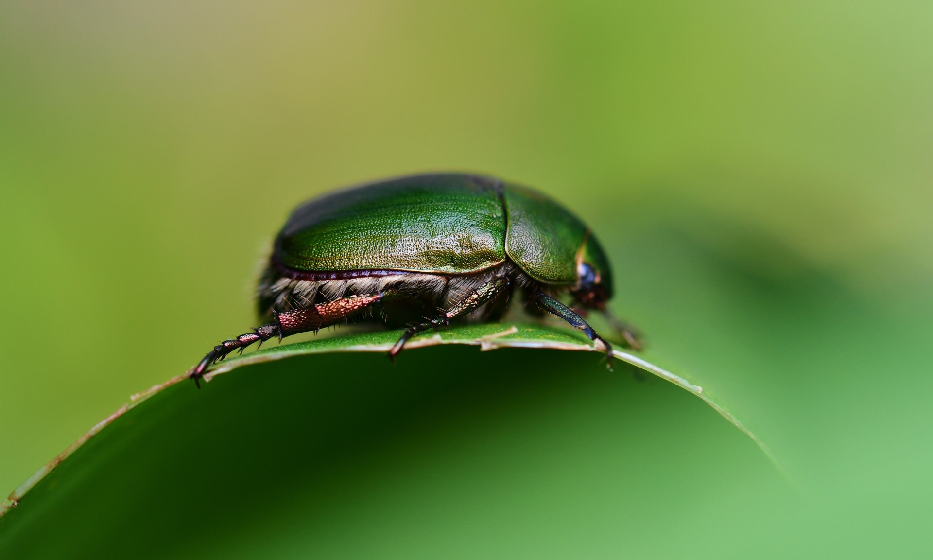 How to Increase Pollinator Diversity in Urban Areas | Pollinators are important in urban as well as rural areas, but we’re losing species all the time.