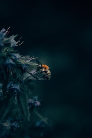 What Are Pollinators and Why Should You Care? | We must give pollinators the attention they deserve if we hope to clean up the environment and maintain our way of life.