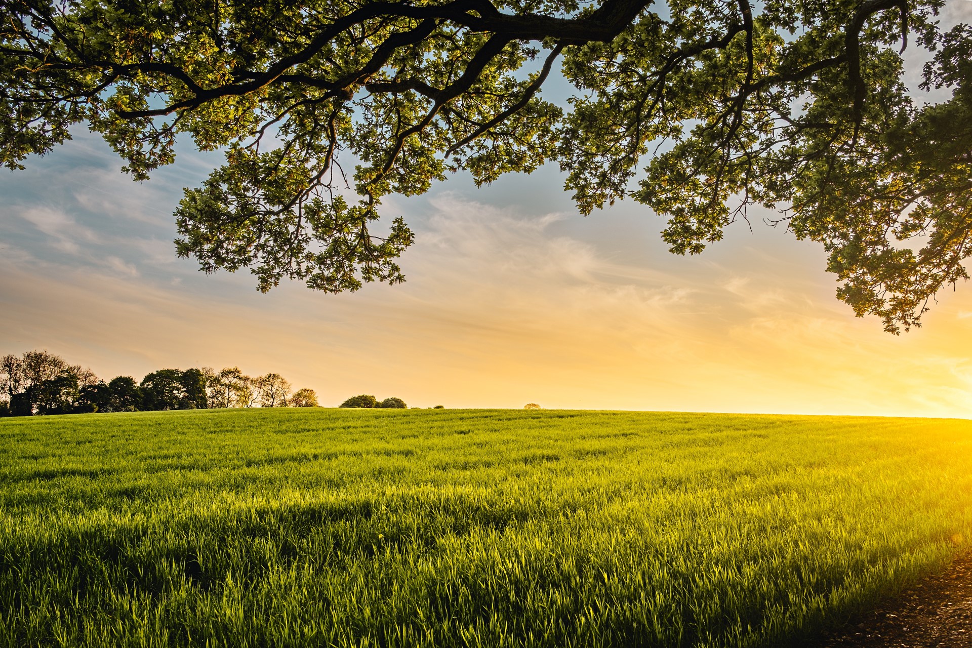 SPOTLIGHT on the Healing Powers of Regenerative Agriculture | Regenerative ag may save the human race from itself.