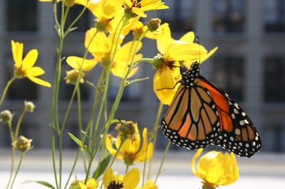 5 Ways Regular Stewardship Impacts Green Roof Health | Animals make their homes on green roofs, or at least that’s the hope, but they need regular stewardship to stay healthy.