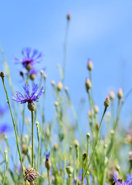 ecogardens-rooftop-garden-3