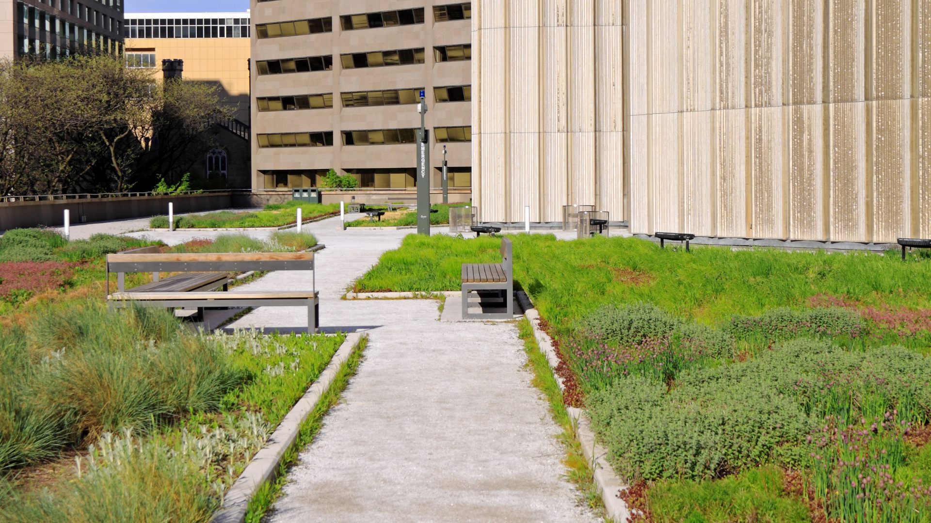 Should You Get a Green Roof? | Getting a green roof means considering a lot of factors to make the right decision.