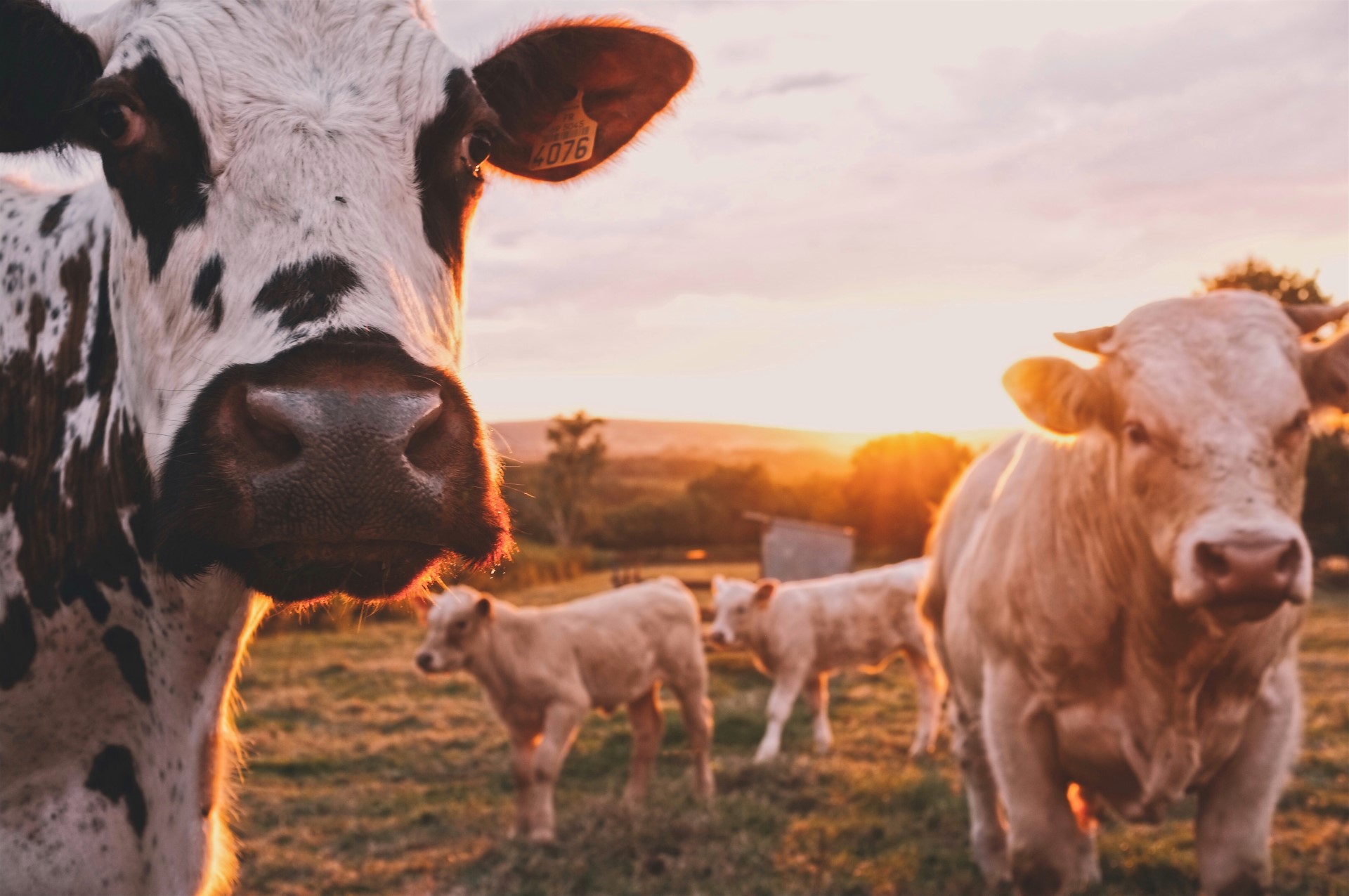 The Soil Carbon Cowboys Are Changing Ranching and the World | Ranching is a time-honored tradition, but there’s a better way to do it.