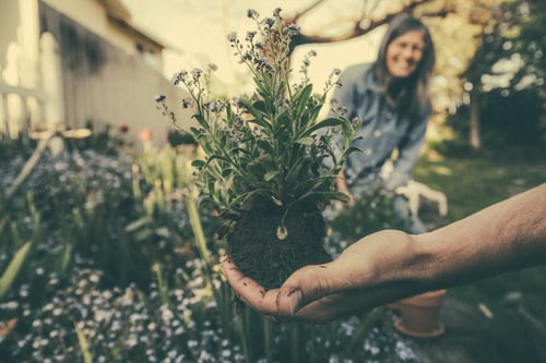 How Does Regular Stewardship Impact Energy Costs? | Creating a real partnership between green roof and people is crucial to save on energy costs.