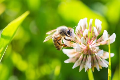 Why We Need a Better Stewardship Meaning Now | We must listen to plants and animals if we want to build the healthiest green systems and ecologies.