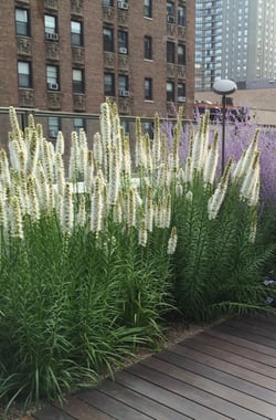 How to Use Green Roofs to Slash Stormwater | Green roofs are an awesome tool for retaining and detaining water.