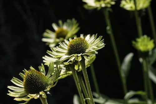 How to Use Green Roofs to Slash Stormwater | With the right tactics, we can improve green roof design and stewardship to detain and retain more stormwater.