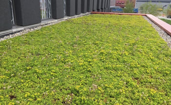 What Is Stormwater Management and How Can You Help | Ecogardens offers an array of stormwater management systems, including rainwater harvesting, bioswales, green roofs and more.