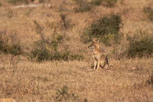 How to Support Land Conservation Efforts | We can’t stop humans from building and developing, but we can work conservation into new projects.