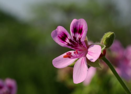 What Is the Most Sustainable Approach to Seasonal Plantings? | Seasonal plantings bring a raft of health and environmental risks.