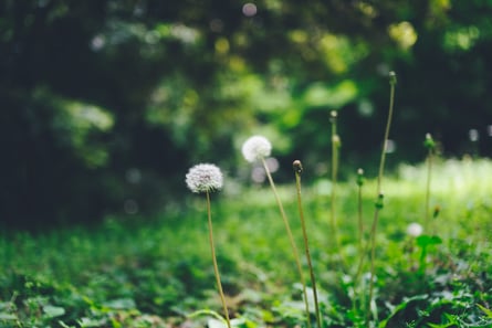 Weeds and other plants from ground level can often find their way to green roofs.