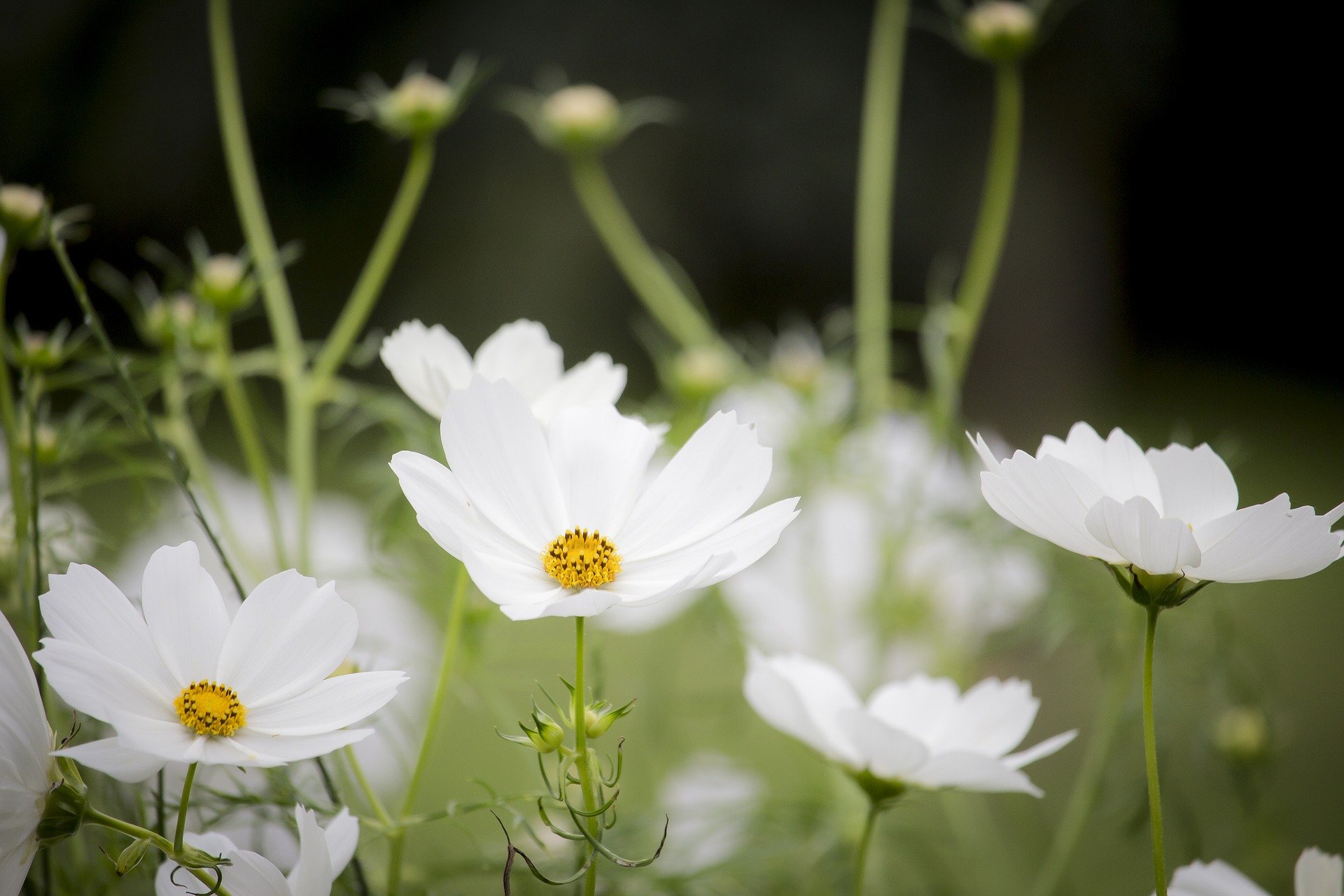 What Are The Top Benefits Of Urban Gardens? | Urban gardening is an easy way to transform bare cityscapes into natural oases that retain stormwater and provide habitat.