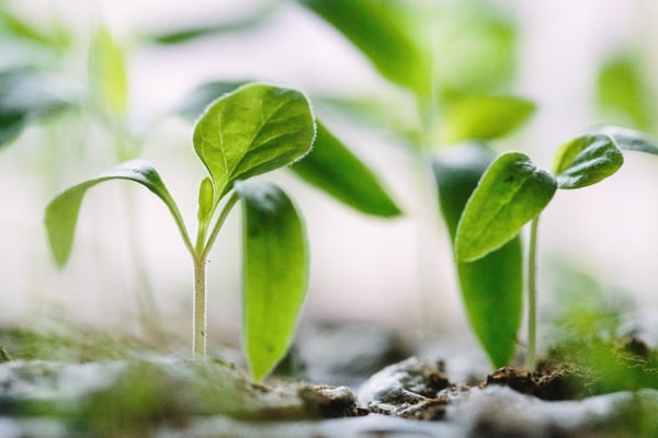 What Are The Top Benefits Of Urban Gardens? | Getting started with urban gardening is as easy as picking a corner of your yard or rooftop and installing some greenery.