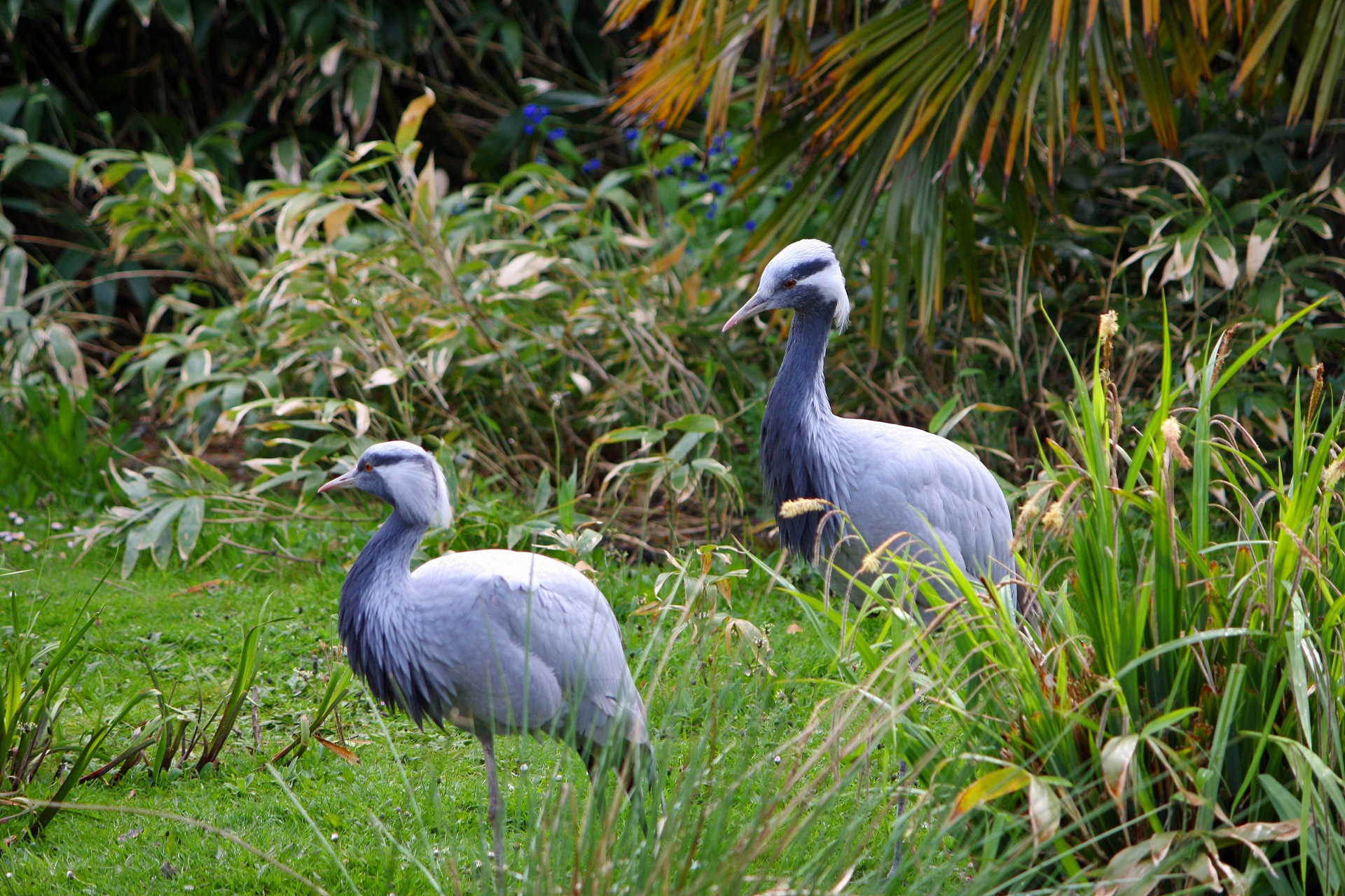 What You Need to Know About Urban Ecology Programs | Contributing to the health of cities and the wildlife within them requires understanding what urban ecology is and taking a wide range of approaches to foster it.