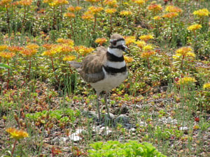 What You Need to Know About Urban Ecology Programs | You can choose to help pollinators or furry critters, plants or waterways, and so much more.