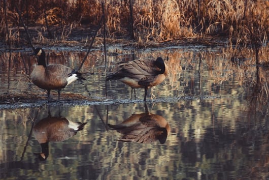 How to Develop a Comprehensive Urban Ecology Meaning | We don’t mean to, but we constantly make the definition of urban ecology smaller than it should be.