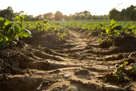 With increasing population, pollution and harsher droughts, the future of food safety is at risk because of these extra pressures on our water resources.