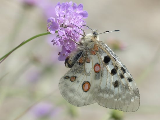 What Is a Pollinator and Why Does It Matter? | Pollinators take an astonishing array of forms, from the winged to the wingless and beyond.