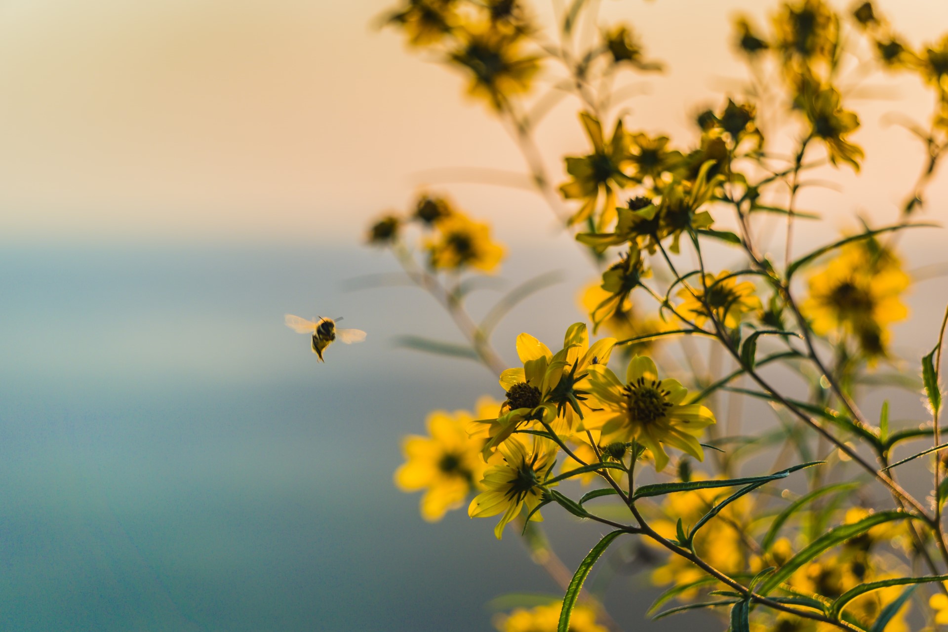 Why Do Pollinators Matter So Much? | We can’t replicate the job pollinators do, so we have to make sure they stick around.