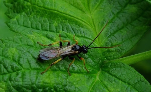 Why Do Pollinators Matter So Much? | Some plants rely on only one pollinator, and if that animal disappears, the plant may as well.