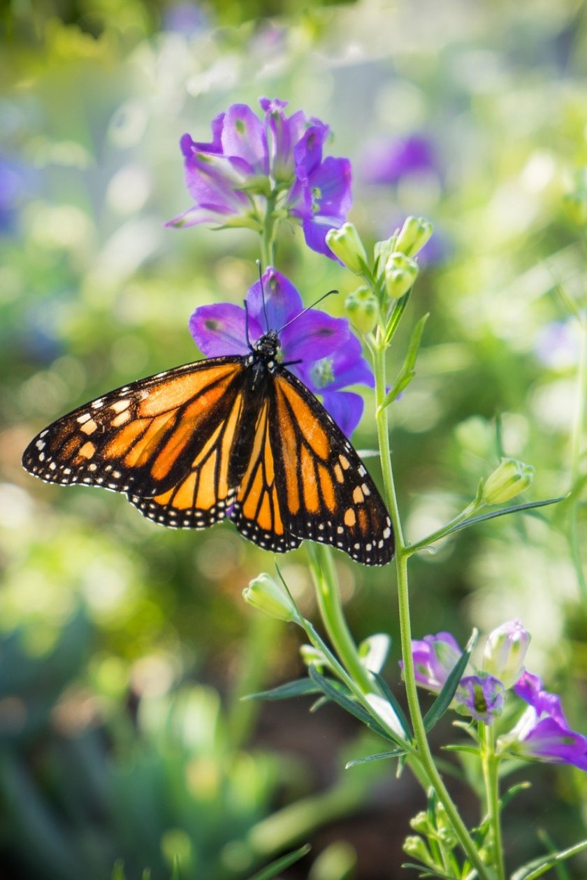 SPOTLIGHT Why Wild Pollinators Are Way More Important Than You Think