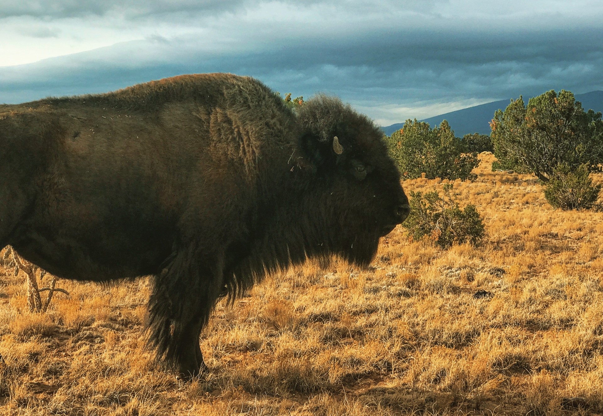 SPOTLIGHT on the American Bison | The bison is a bigger deal than you might think.