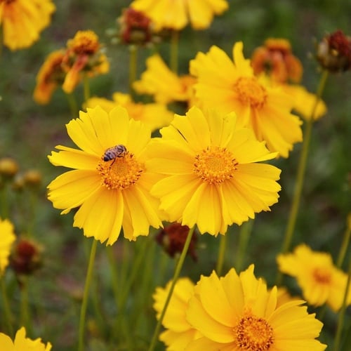 Top 40 Native Alternatives to Sedum for Midwestern Green Roofs | Plant coreopsis for bright, sunny blooms on your green roof.