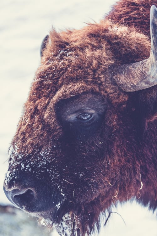 SPOTLIGHT on the American Bison | Bison are returning across America in wild and private herds.