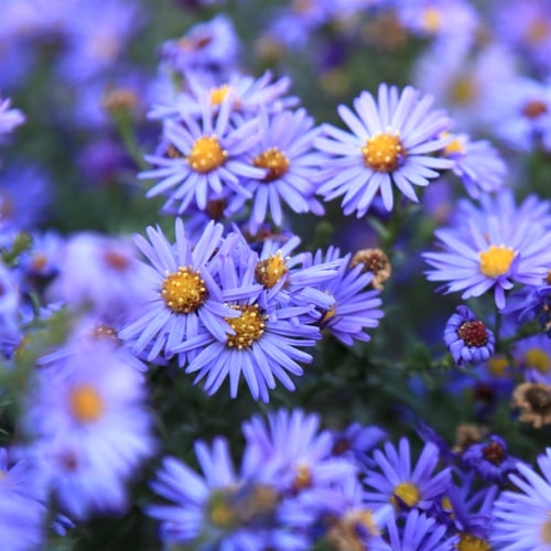 Top 40 Native Alternatives to Sedum for Midwestern Green Roofs | Smooth blue aster has pretty, profuse purple blooms.