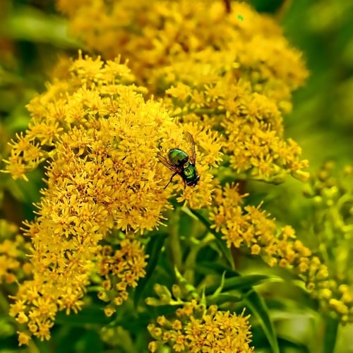Top 40 Native Alternatives to Sedum for Midwestern Green Roofs | Nothing beats a goldenrod for seasonal color.
