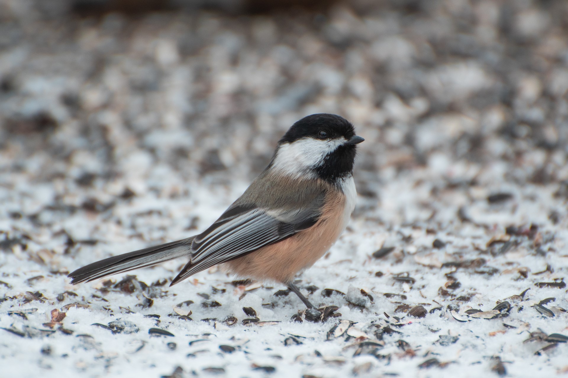 Chicago Proposes Bird-Friendly Ordinance