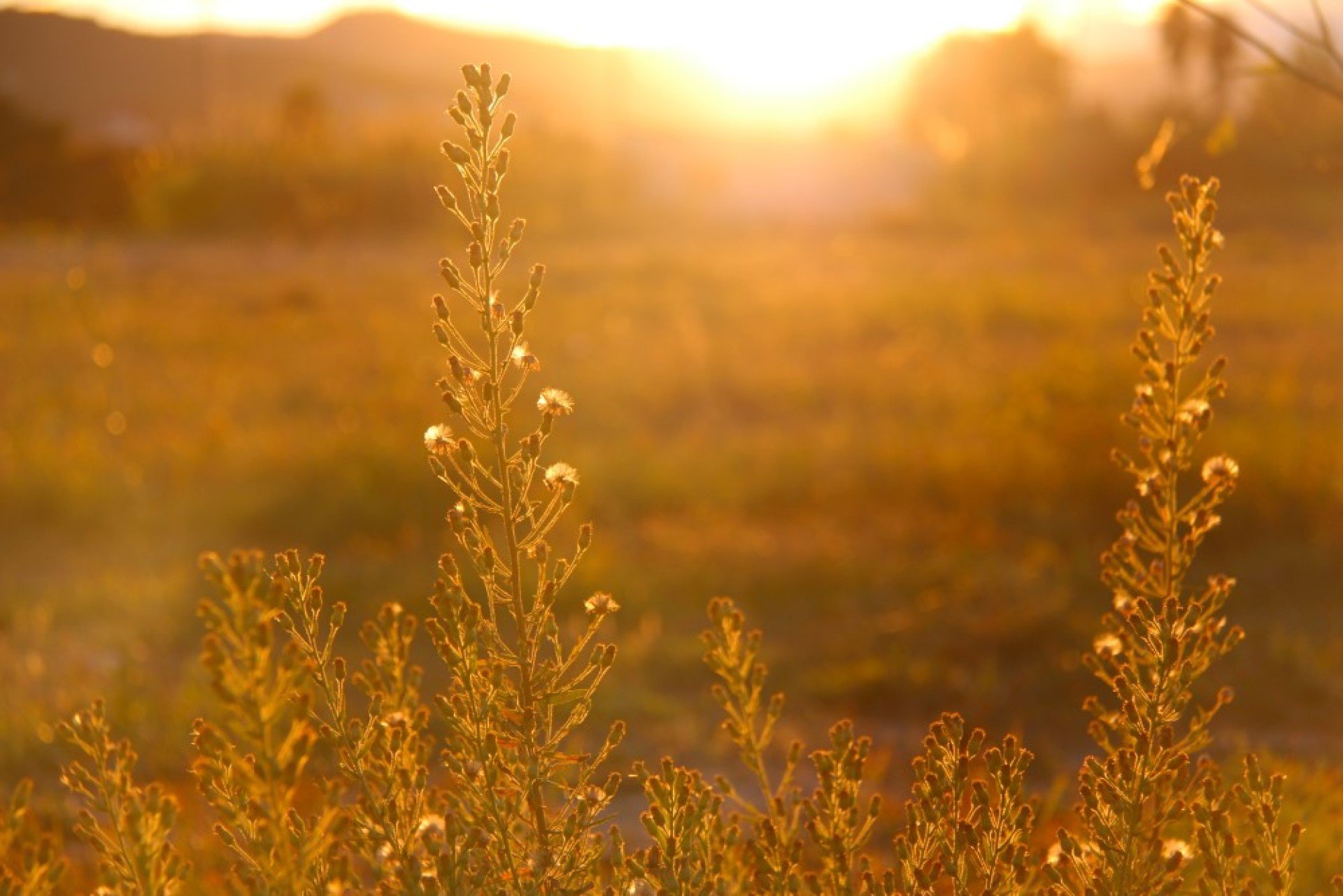 What Is Chicago Doing to Improve Its Green Infrastructure?