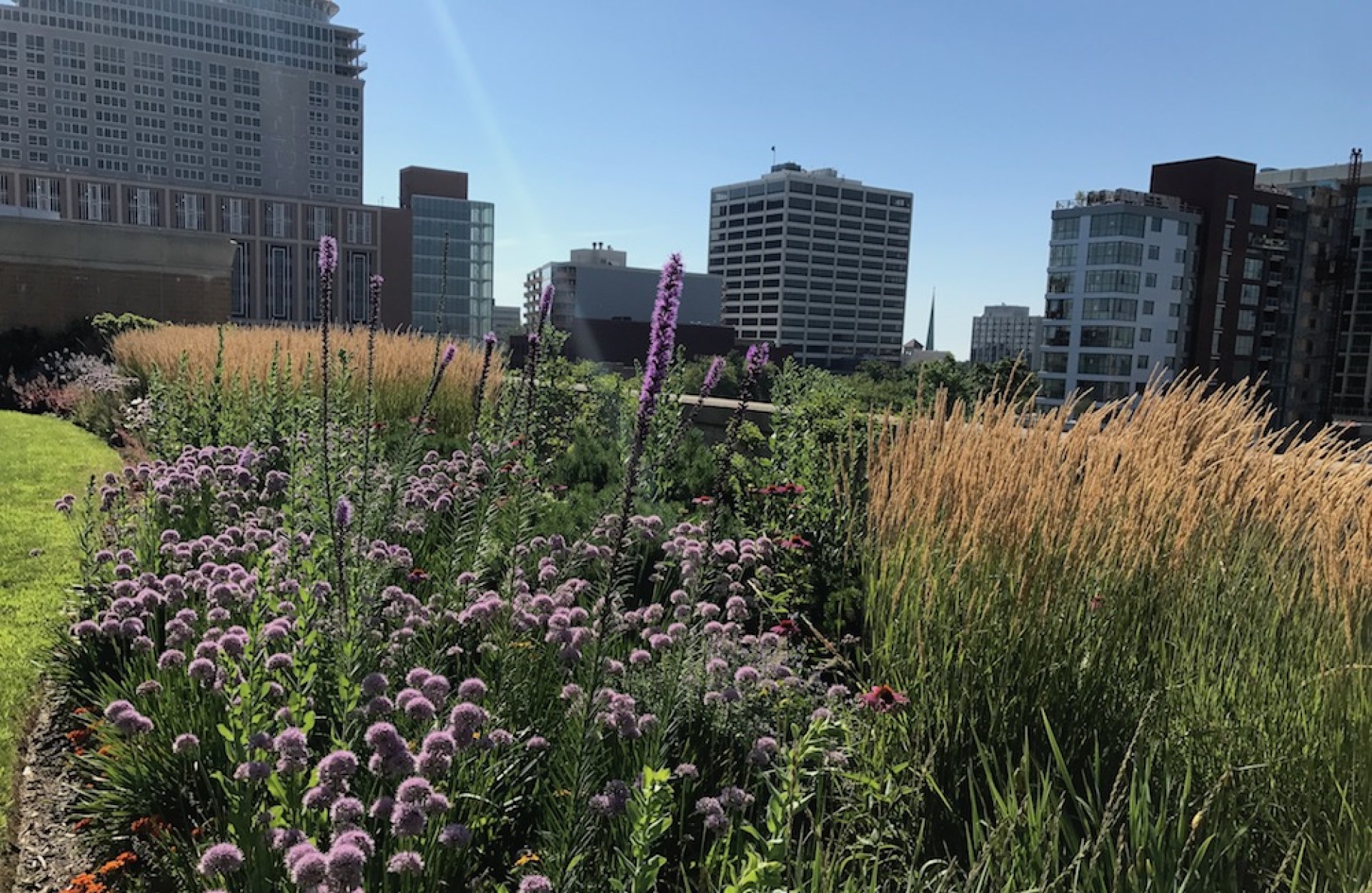What Is Green Roof First Aid and When Do You Need It?