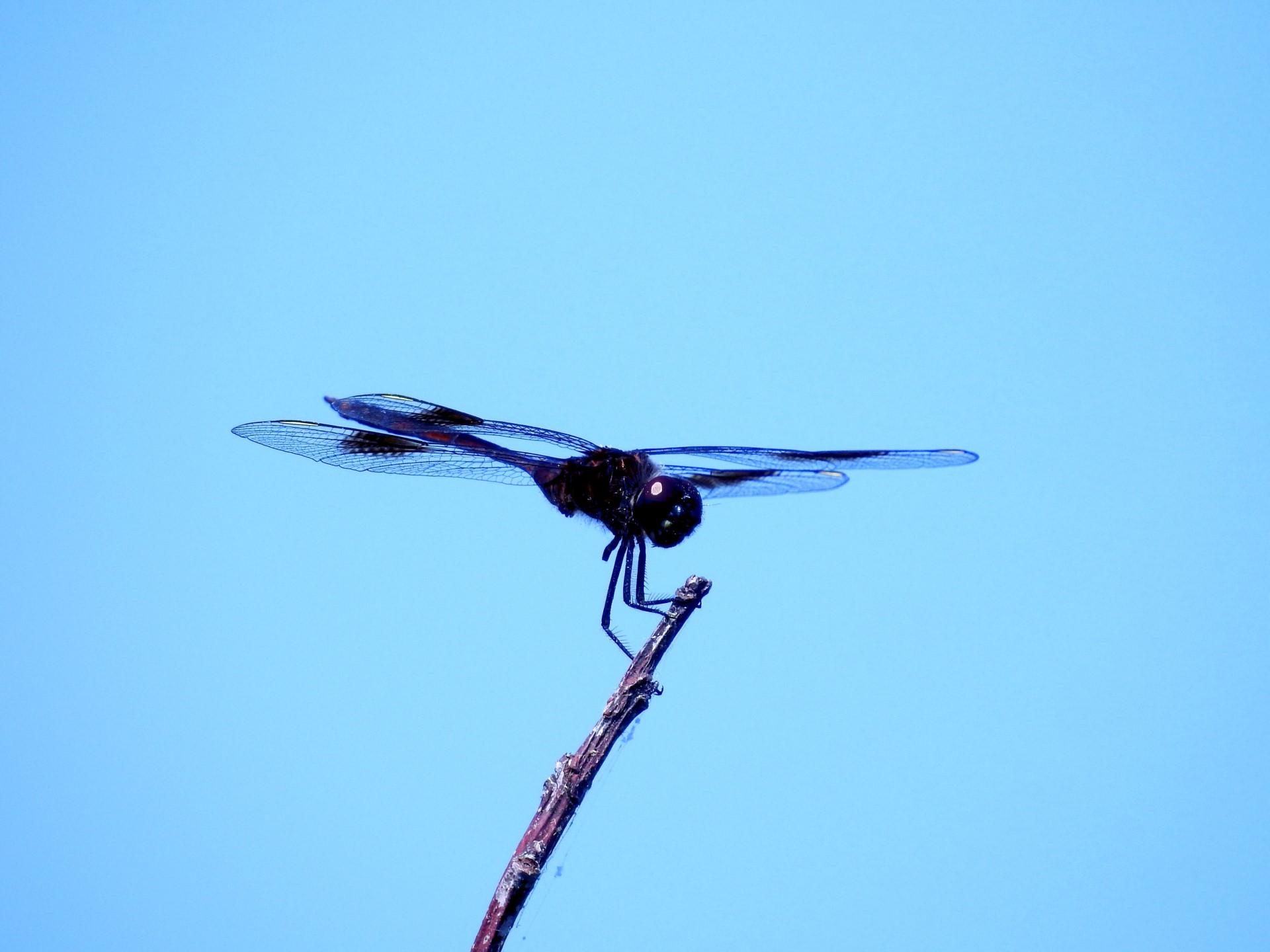 How Beneficial Insects Work and Why They Matter