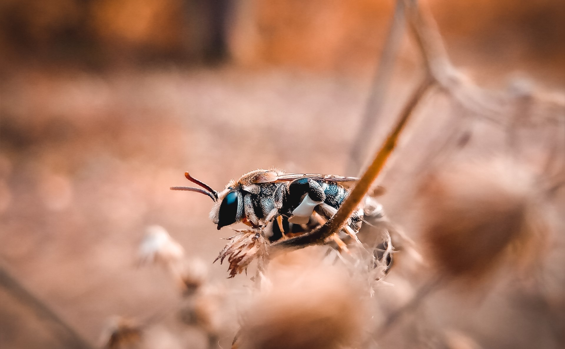 Pollinators