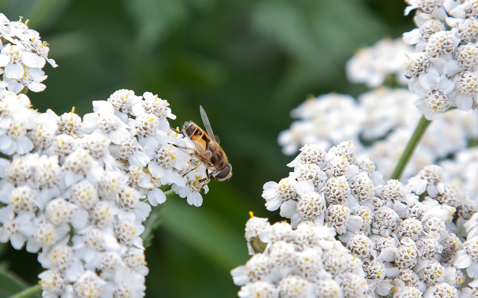 SPOTLIGHT: Why Wild Pollinators Are Way More Important Than You Think